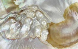 口袋妖怪珍珠贝怎么进化？pokemmo珍珠贝进化成什么？