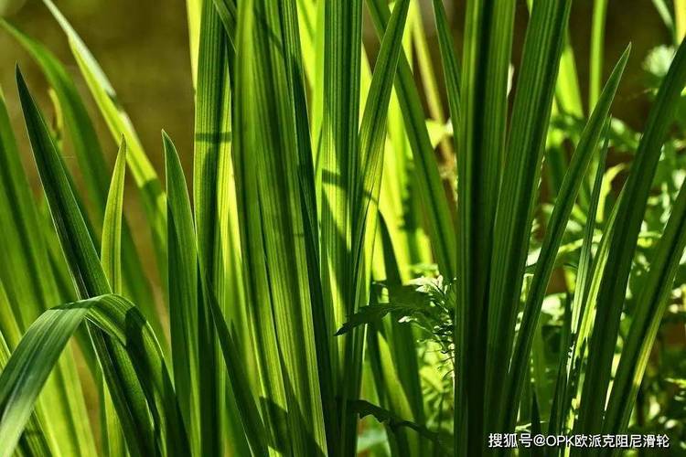 方舟生存进化怎么驯龙喂食-第3张图片 方舟生存进化怎么驯龙喂食-第3张图片