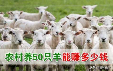 养羊50只一年赚多少(shǎo)钱?养羊50只一年赚多少(shǎo)钱 养?-第2张图片 养羊50只一年赚多少(shǎo)钱?养羊50只一年赚多少(shǎo)钱 养?-第2张图片