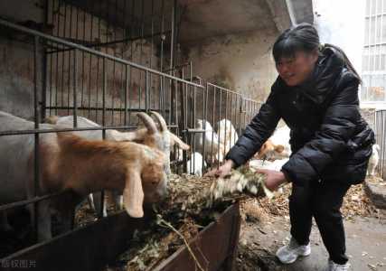 养羊50只一年赚多少(shǎo)钱?养羊50只一年赚多少(shǎo)钱 养?-第5张图片 养羊50只一年赚多少(shǎo)钱?养羊50只一年赚多少(shǎo)钱 养?-第5张图片
