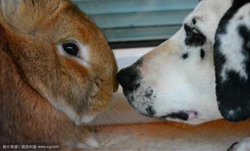 猎狗与兔子游戏攻略(比格犬能抓到兔子吗?)-第3张图片 猎狗与兔子游戏攻略(比格犬能抓到兔子吗?)-第3张图片