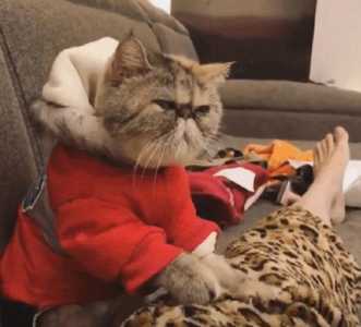 猫咪按摩馆游戏攻略(猫怎么撸它才会很开心?)-第2张图片 猫咪按摩馆游戏攻略(猫怎么撸它才会很开心?)-第2张图片