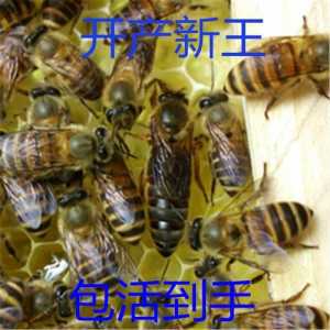 老王的游戏部落攻略(新蜂王出台后会咬死老王吗?)-第2张图片 老王的游戏部落攻略(新蜂王出台后会咬死老王吗?)-第2张图片