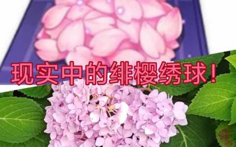 原神绯樱绣球有什么用,原神绯樱绣球怎么得?-第3张图片 原神绯樱绣球有什么用,原神绯樱绣球怎么得?-第3张图片