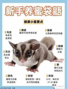 洛克王国遗传技能表力量组?洛克王国最强遗传技能宠物?-第1张图片 洛克王国遗传技能表力量组?洛克王国最强遗传技能宠物?-第1张图片