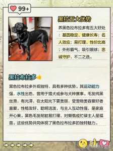 拉布拉多幼犬费用多少钱一只?拉布拉多幼犬费用多少钱一只白色?-第1张图片 拉布拉多幼犬费用多少钱一只?拉布拉多幼犬费用多少钱一只白色?-第1张图片