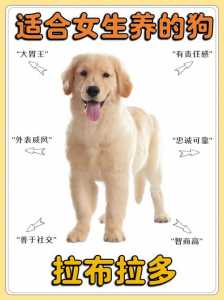 拉布拉多幼犬费用多少钱一只?拉布拉多幼犬费用多少钱一只白色?-第2张图片 拉布拉多幼犬费用多少钱一只?拉布拉多幼犬费用多少钱一只白色?-第2张图片