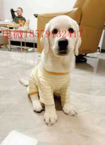 拉布拉多幼犬费用多少钱一只?拉布拉多幼犬费用多少钱一只白色?-第3张图片 拉布拉多幼犬费用多少钱一只?拉布拉多幼犬费用多少钱一只白色?-第3张图片