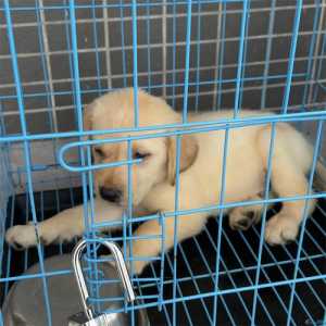 拉布拉多幼犬费用多少钱一只?拉布拉多幼犬费用多少钱一只白色?-第4张图片 拉布拉多幼犬费用多少钱一只?拉布拉多幼犬费用多少钱一只白色?-第4张图片
